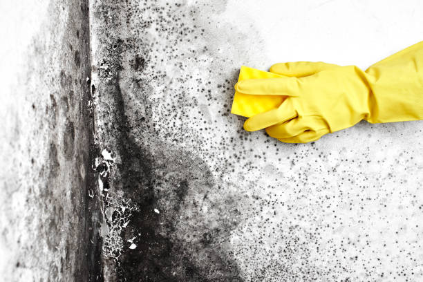 Best Basement Mold Remediation in Yardley, PA