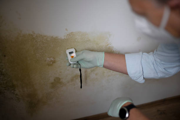 Best Emergency Mold Remediation in Yardley, PA