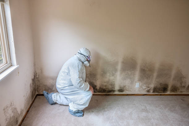 Best Insurance-Related Mold Remediation in Yardley, PA