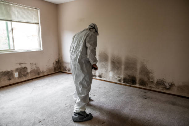 Best Industrial Mold Remediation in Yardley, PA